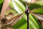 Crane Fly (Ptilogyna sp) (Ptilogyna sp)